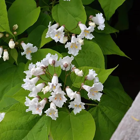 Pri Kastieli 3* Betliar