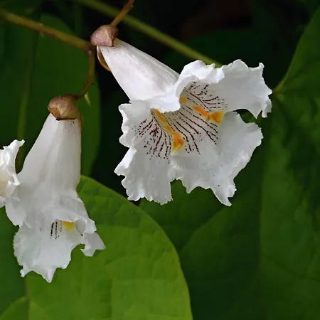 Gasthuis Pri Kastieli Betliar