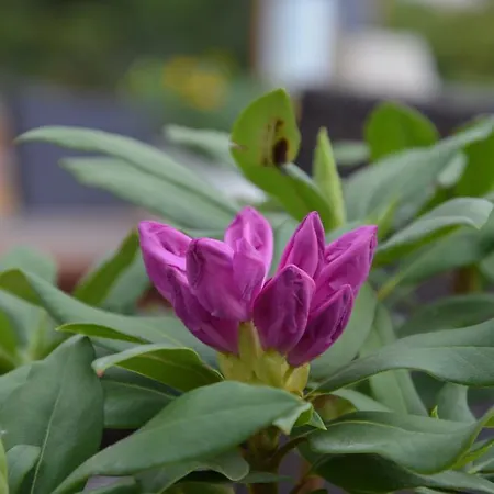 Pri Kastieli Pensión 3*