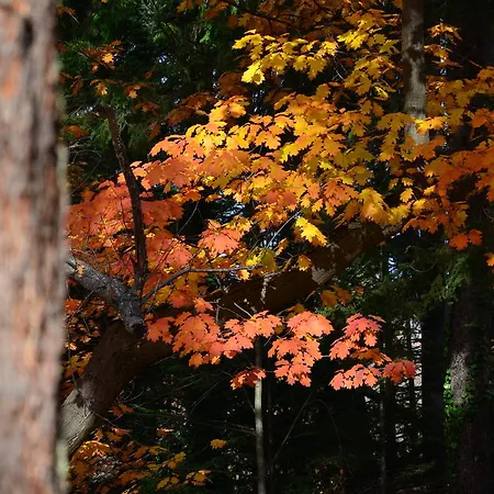 Pri Kastieli Betliar