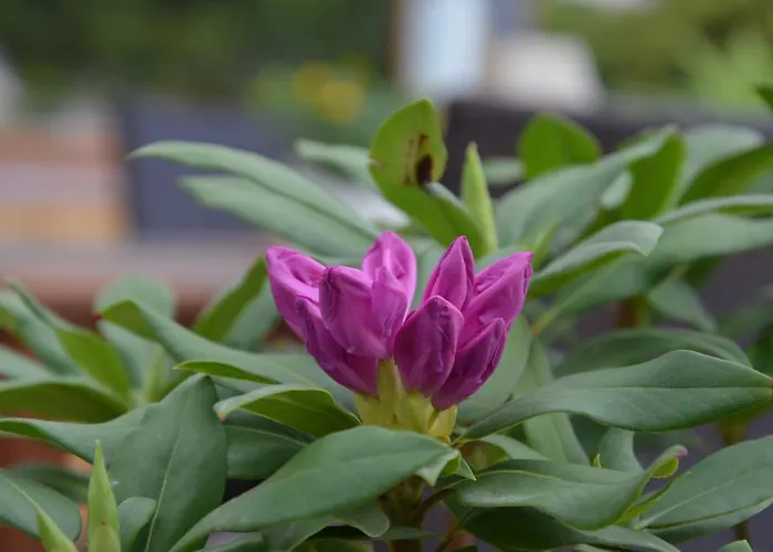 Pri Kastieli Гостевой дом 3*